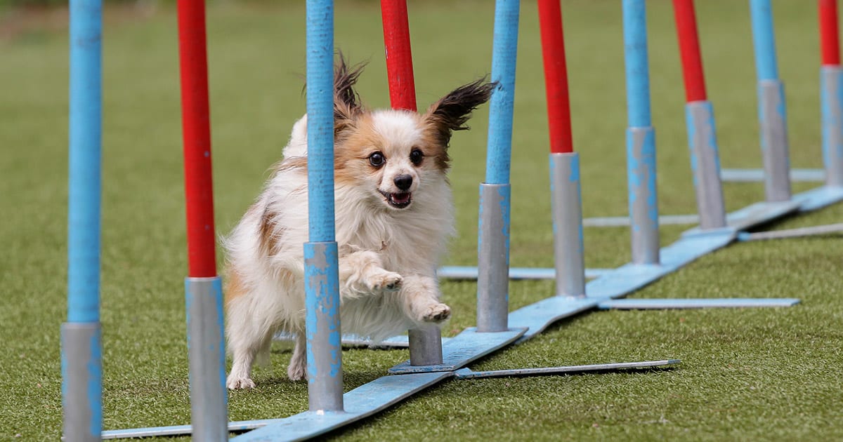 Dog training psychology.