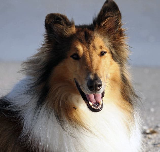 Lassie profile
